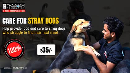 Stray dog care