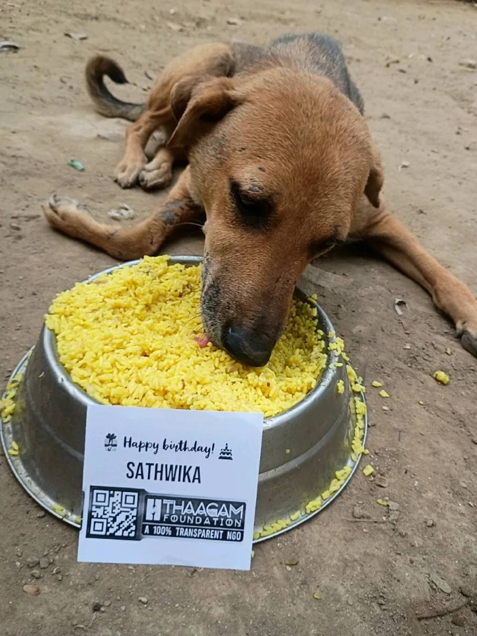 Feed a Stray Dog