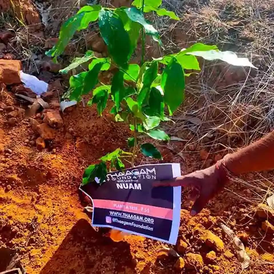 Plant a Tree