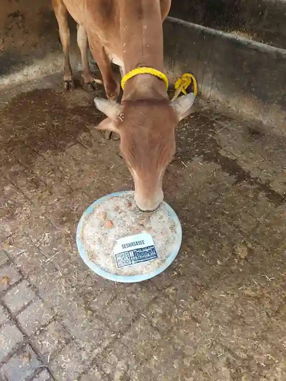 Cow Feeding