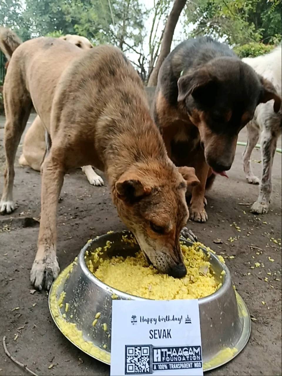 Feed a Stray Dog