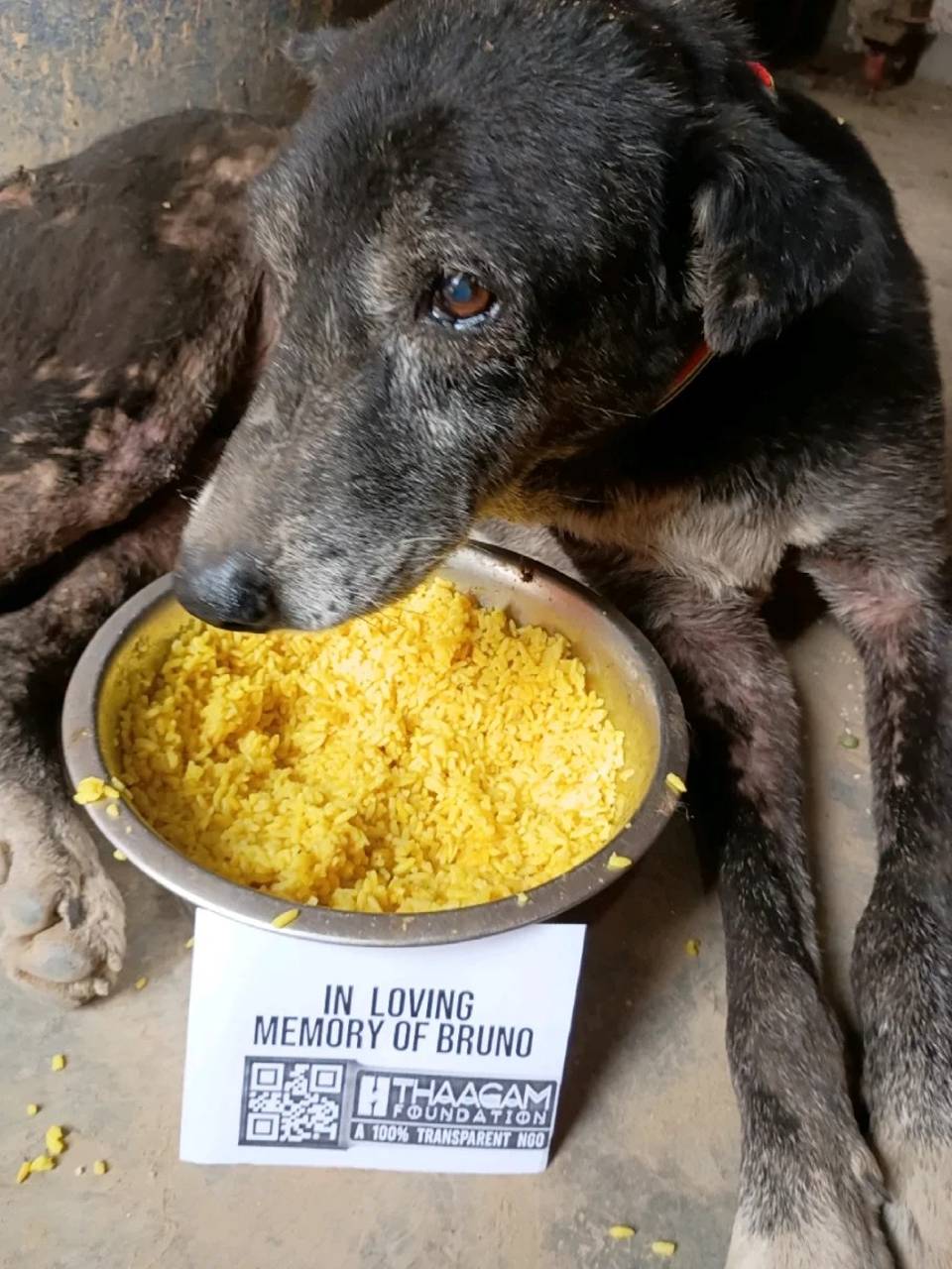 Feed a Stray Dog
