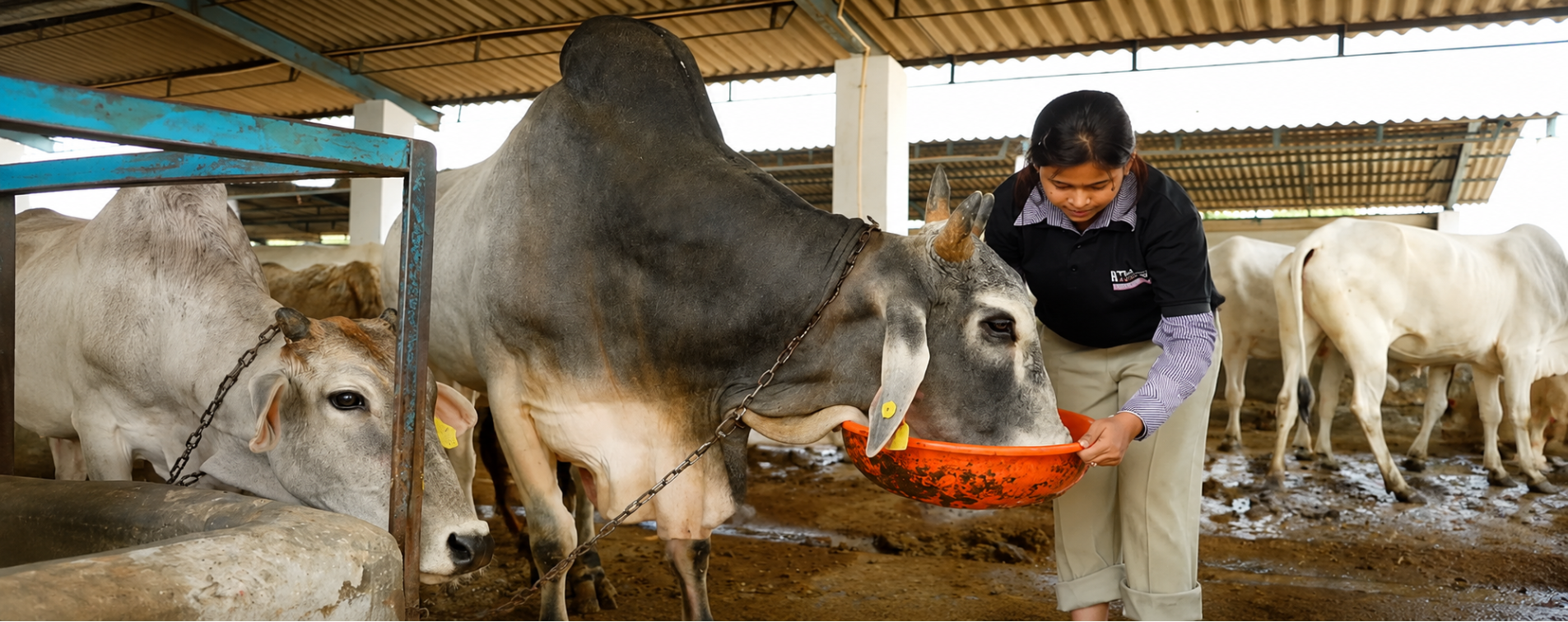 Animal Welfare