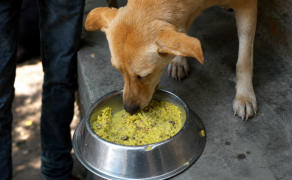 Feed a Stray Dog